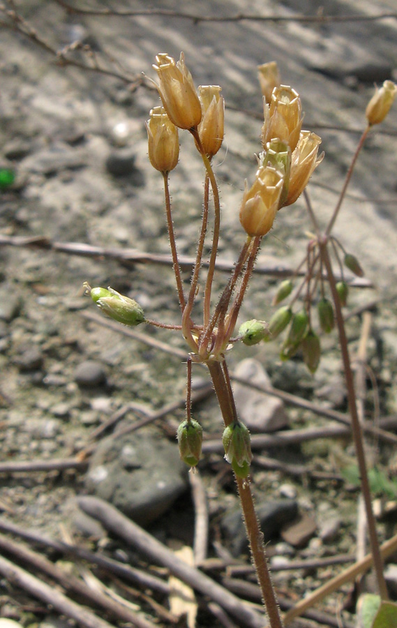 Image of Holosteum umbellatum specimen.