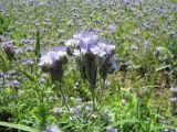 Phacelia tanacetifolia