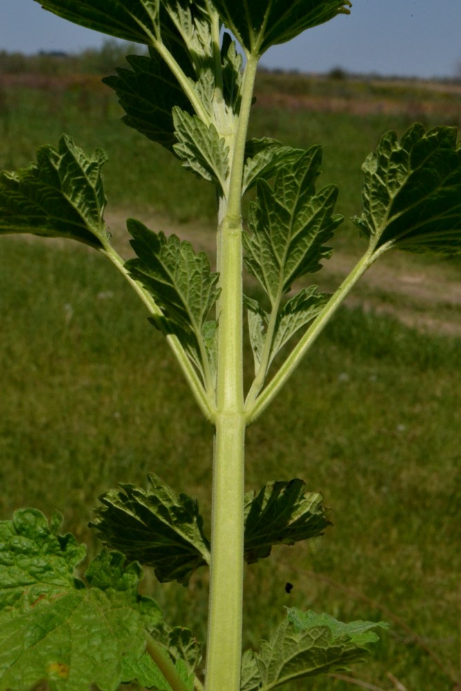 Image of Chaiturus marrubiastrum specimen.