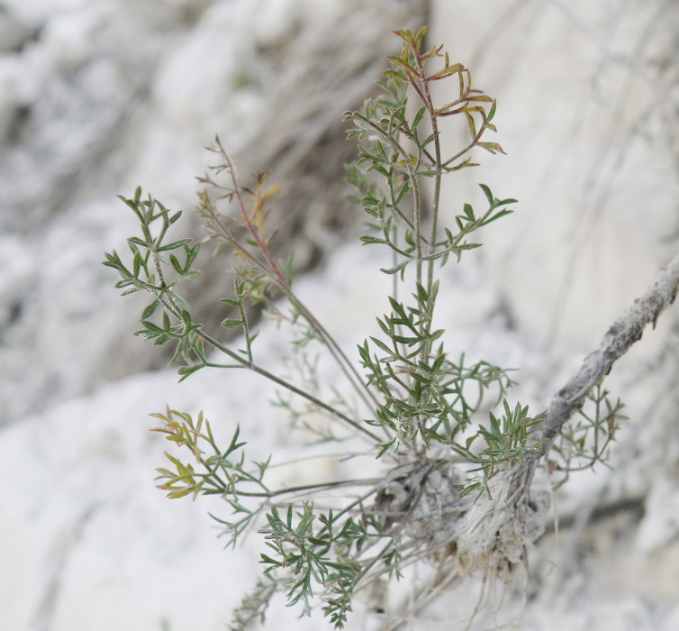 Изображение особи Pimpinella tragium.