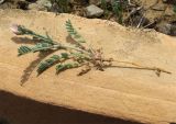 Astragalus asterias