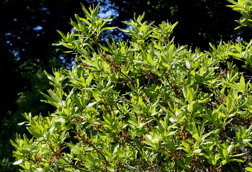 Image of Myrica pensylvanica specimen.