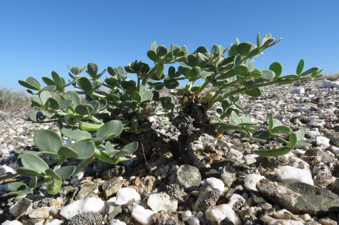 Image of Zygophyllum rosowii specimen.