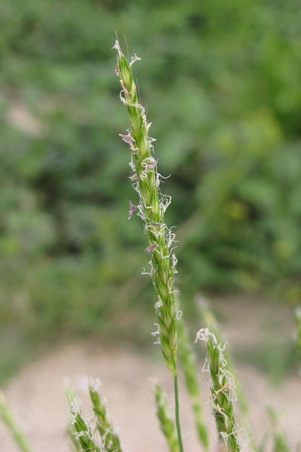 Image of Alopecurus geniculatus specimen.