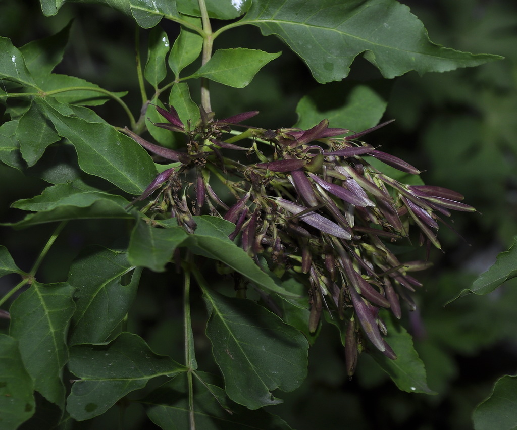 Изображение особи Fraxinus ornus.