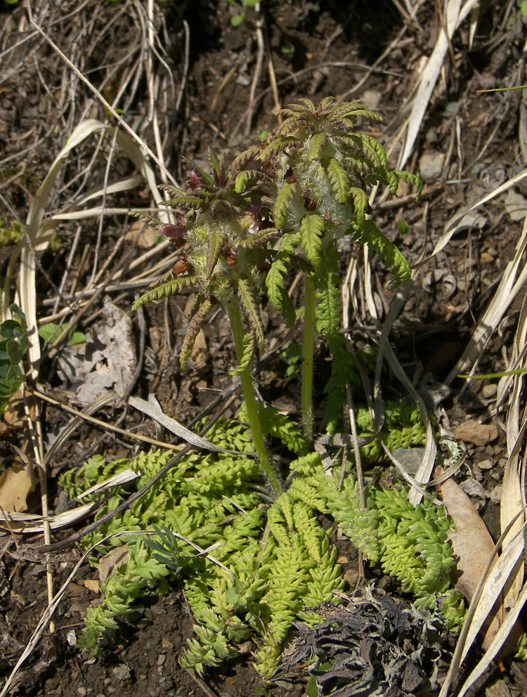 Image of Pedicularis wilhelmsiana specimen.