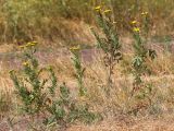 Tanacetum vulgare. Цветущие растения. Ростовская обл., Неклиновский р-н, Андреево-Мелентьевское с/п, балка Сухая. 16.07.2013.