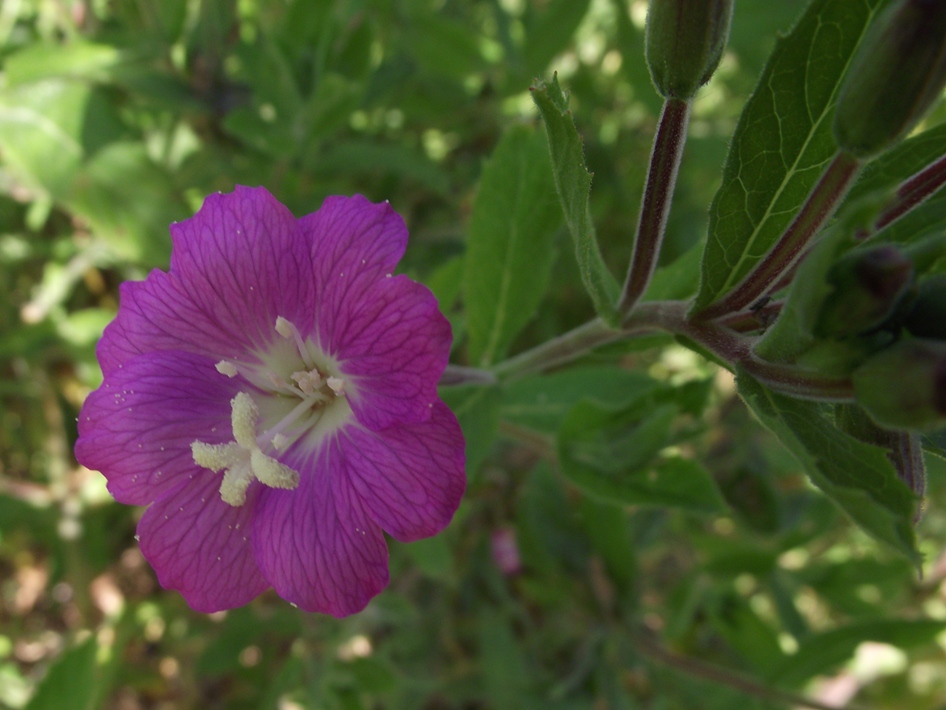 Image of Epilobium hirsutum specimen.