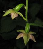 View full-size image Epipactis helleborine