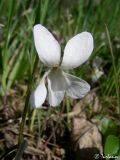 Image of taxon representative. Author is Илья Турбанов