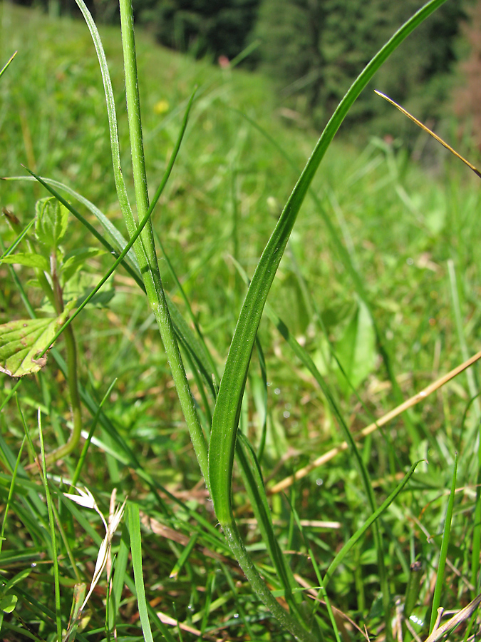 Image of Scorzonera rosea specimen.