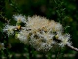 Melaleuca cardiophylla