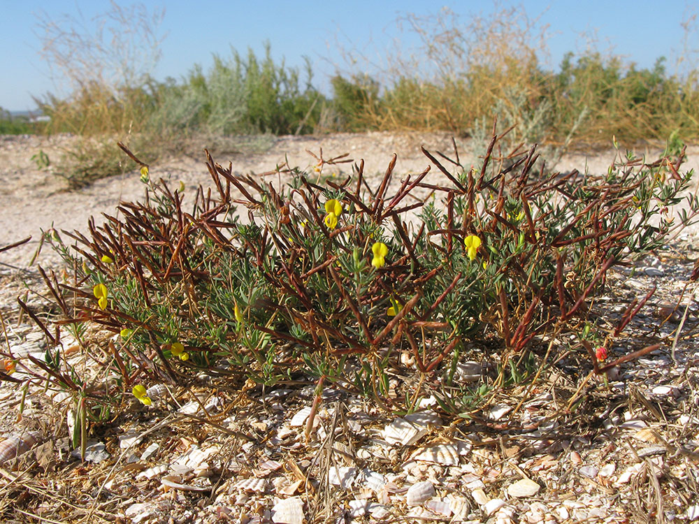 Image of Lotus frondosus specimen.