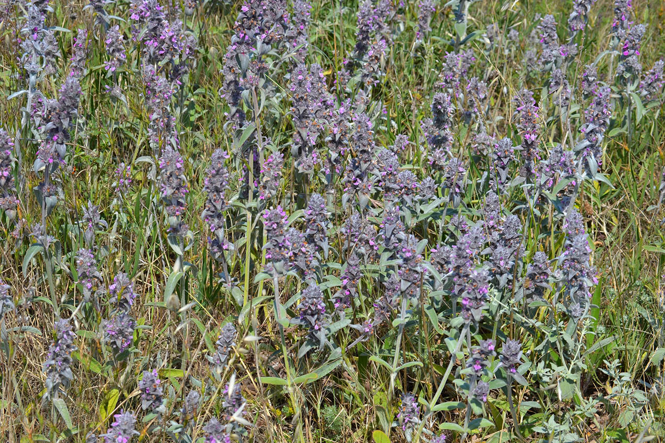 Изображение особи Stachys velata.