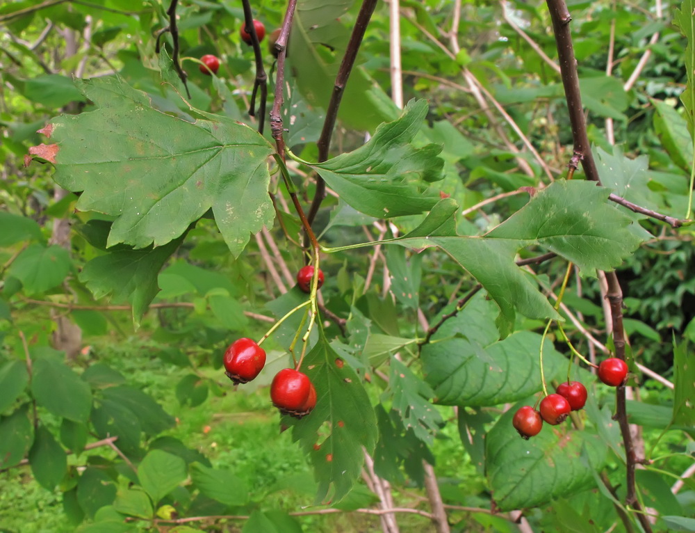 Изображение особи Crataegus almaatensis.