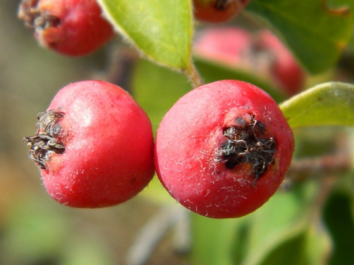 Image of Cotoneaster integerrimus specimen.