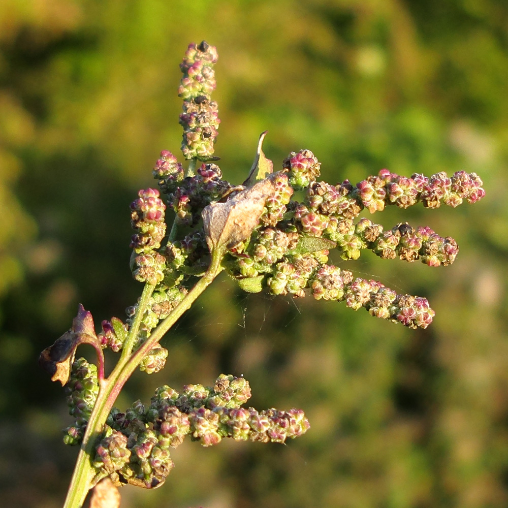 Image of Chenopodium album specimen.