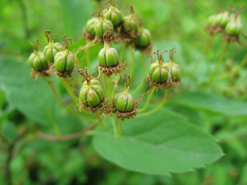 Изображение особи Spiraea chamaedryfolia.