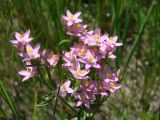 род Centaurium