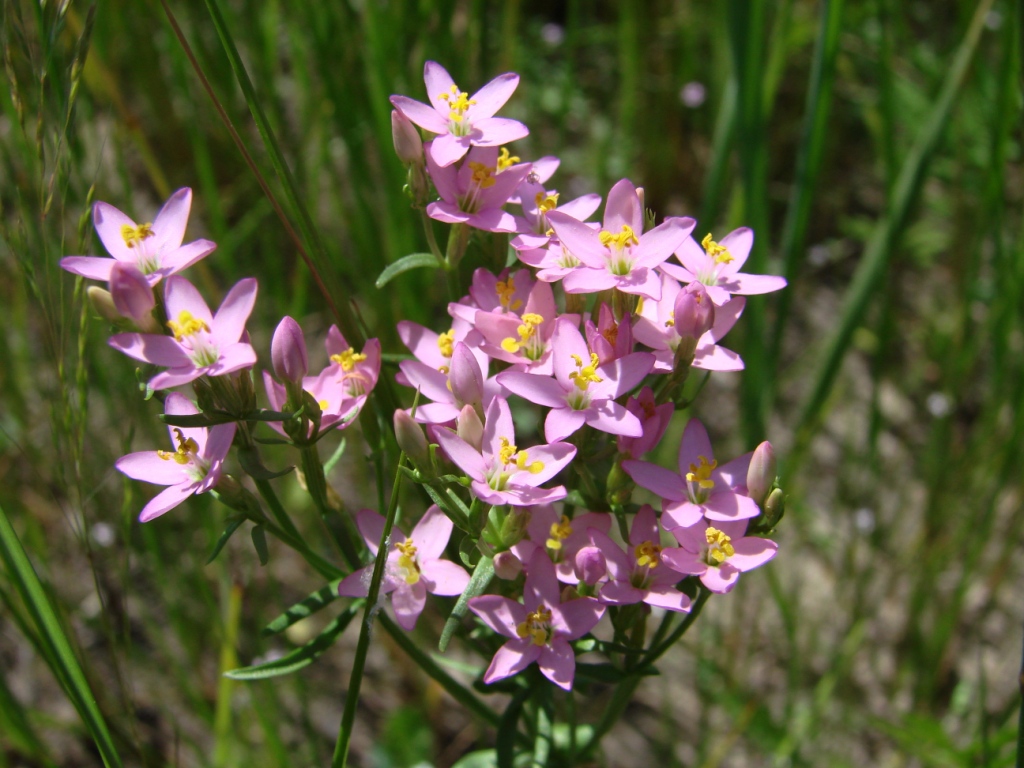 Image of genus Centaurium specimen.