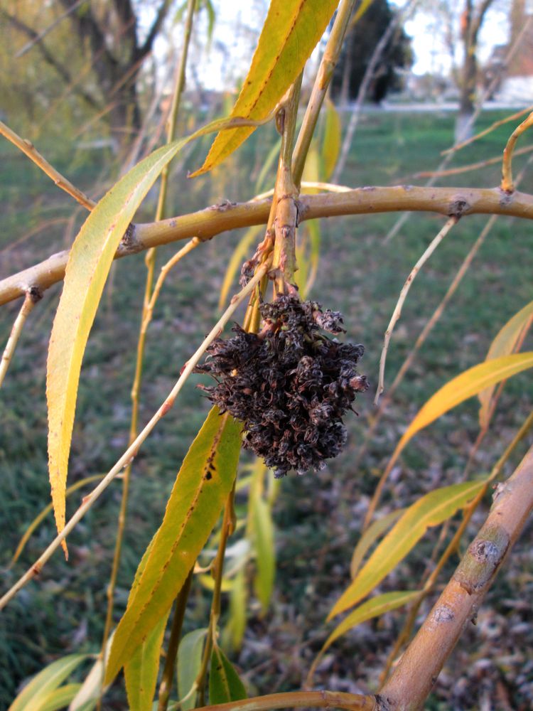 Image of Salix &times; sepulcralis specimen.