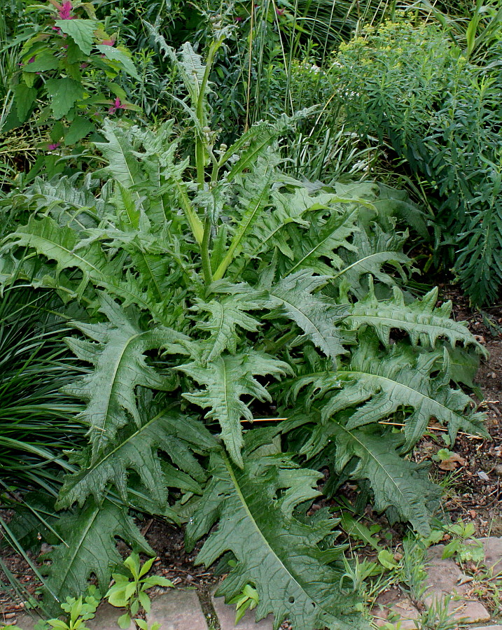 Image of Cirsium rivulare specimen.