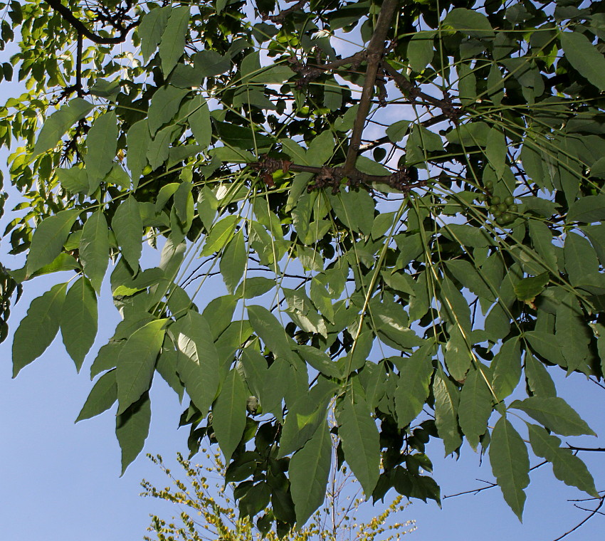 Изображение особи Phellodendron sachalinense.