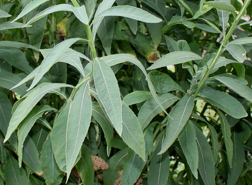 Изображение особи Verbesina alternifolia.