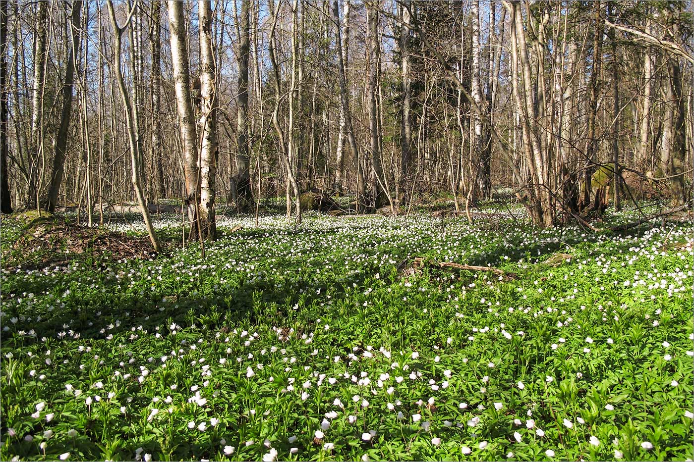 Image of Anemone nemorosa specimen.