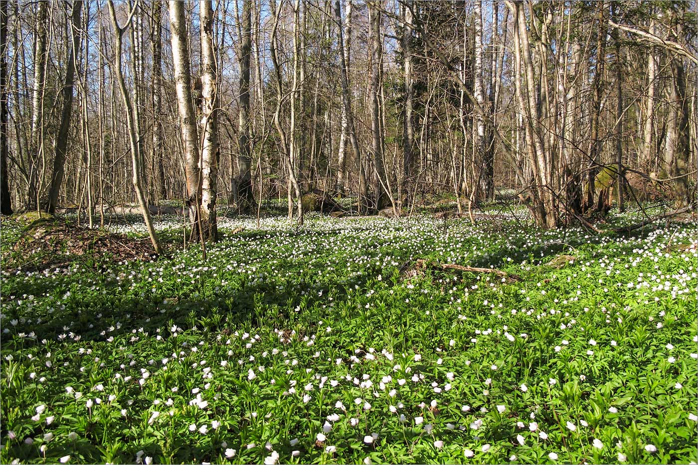 Изображение особи Anemone nemorosa.