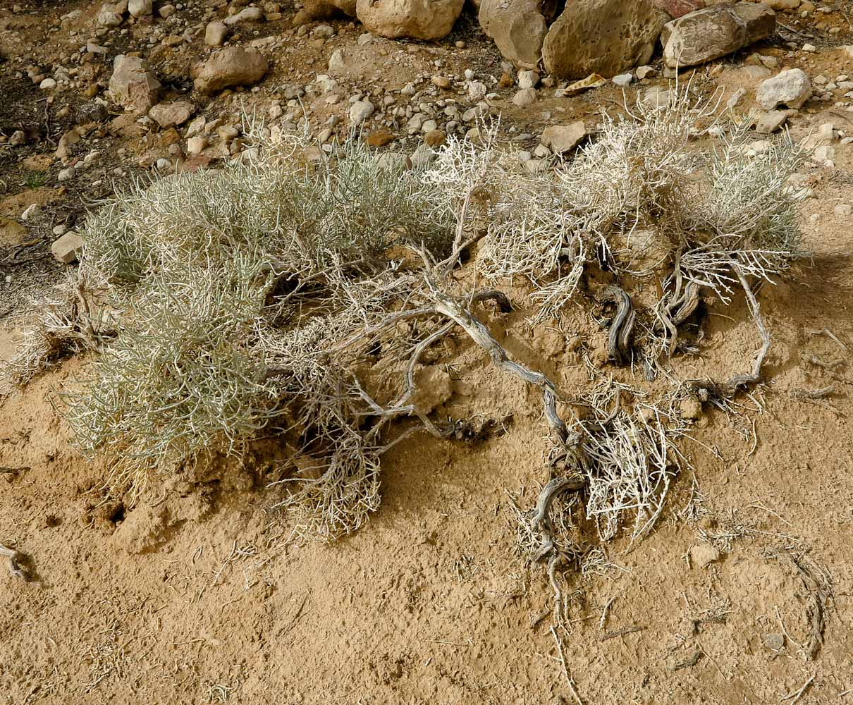 Image of Anabasis articulata specimen.