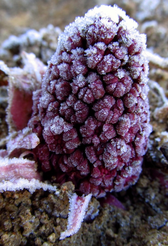 Image of Petasites hybridus specimen.