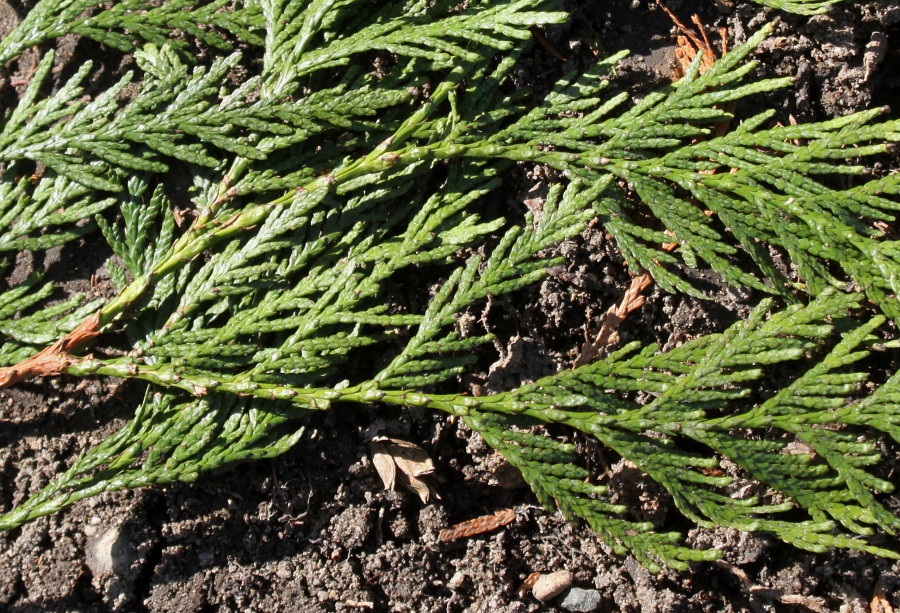 Image of Thuja plicata specimen.