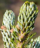 Abies koreana