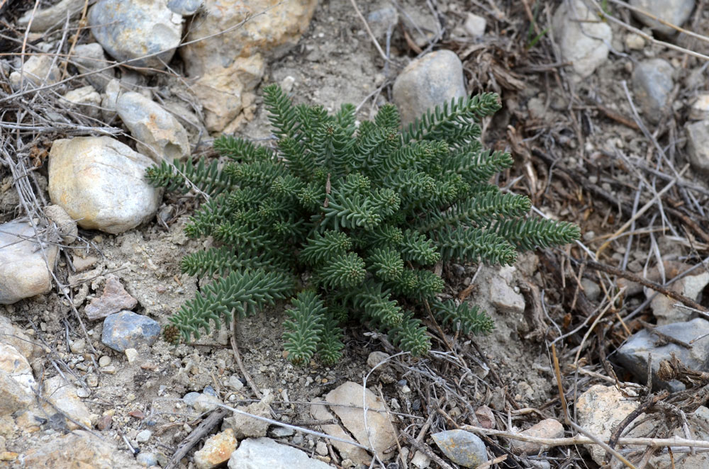 Изображение особи Pseudosedum ferganense.