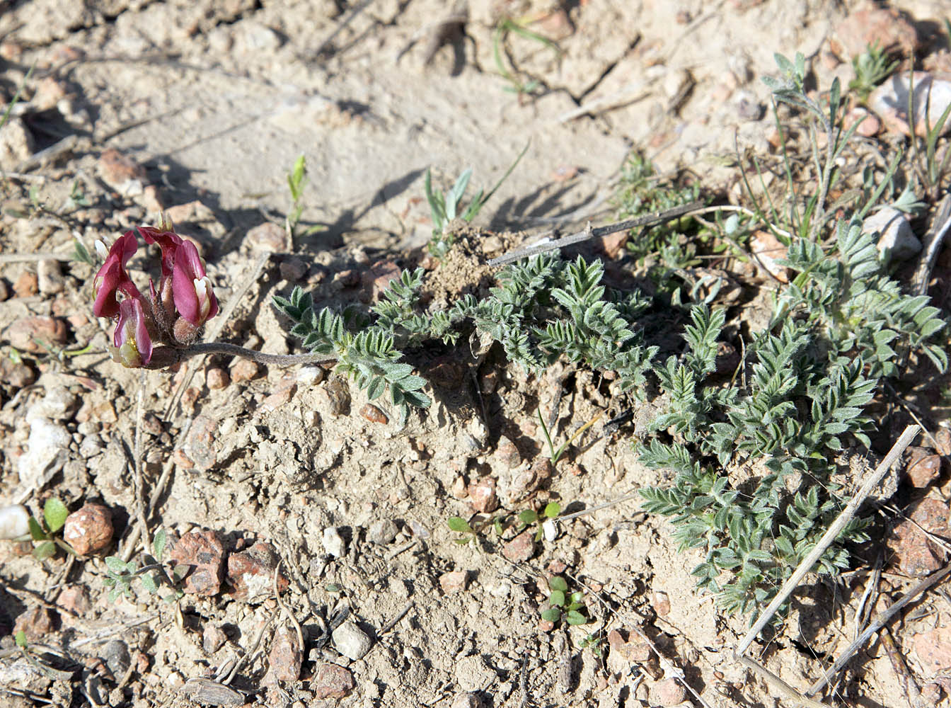 Изображение особи Astragalus dolichocarpus.