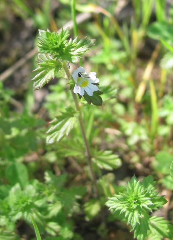 Image of Euphrasia vernalis specimen.