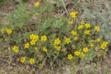 Potentilla humifusa. Цветущие растения. Ростовская обл., Мясниковский р-н, Чулекская балка. 19.04.2014.