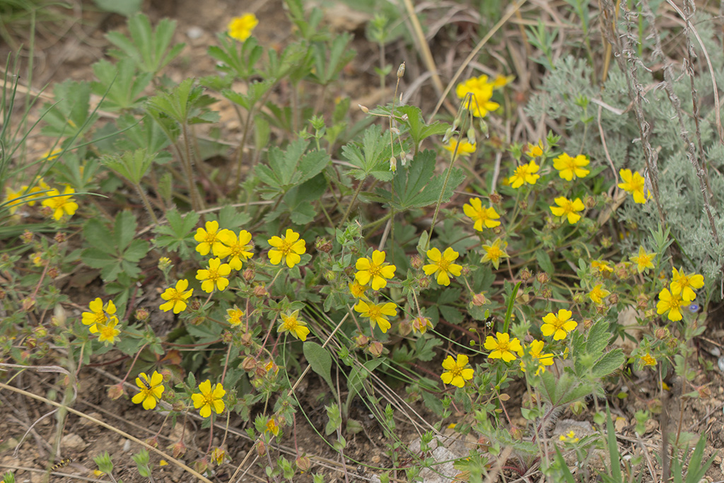 Image of Potentilla humifusa specimen.