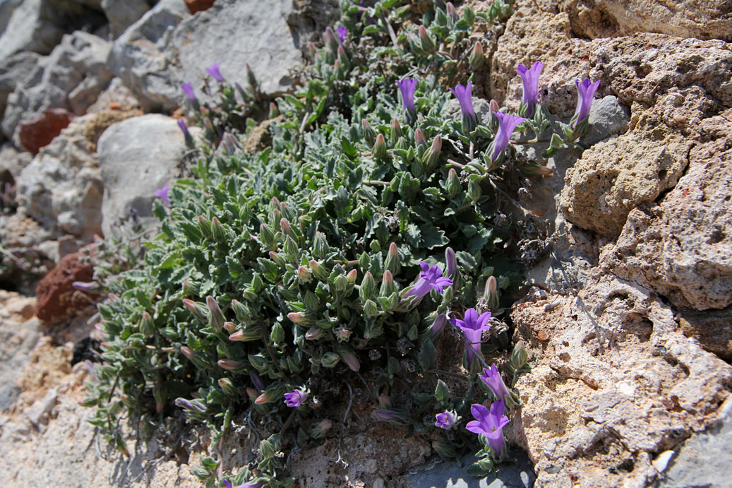 Image of Campanula anchusiflora specimen.