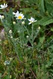 Anthemis ruthenica. Цветущие растения. Крым, Ленинский р-н, Опукский заповедник. 26.04.2014.