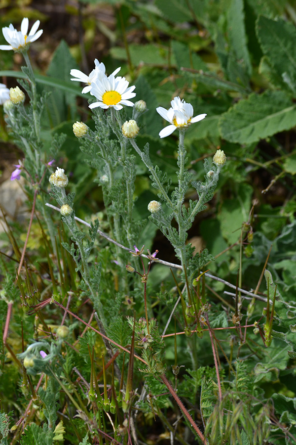 Изображение особи Anthemis ruthenica.