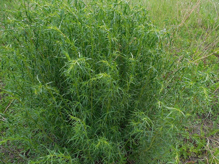 Image of Artemisia dracunculus specimen.