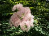 Thalictrum aquilegiifolium