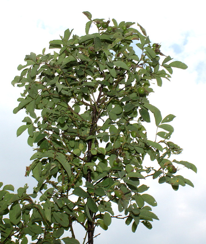 Image of Rosa villosa specimen.
