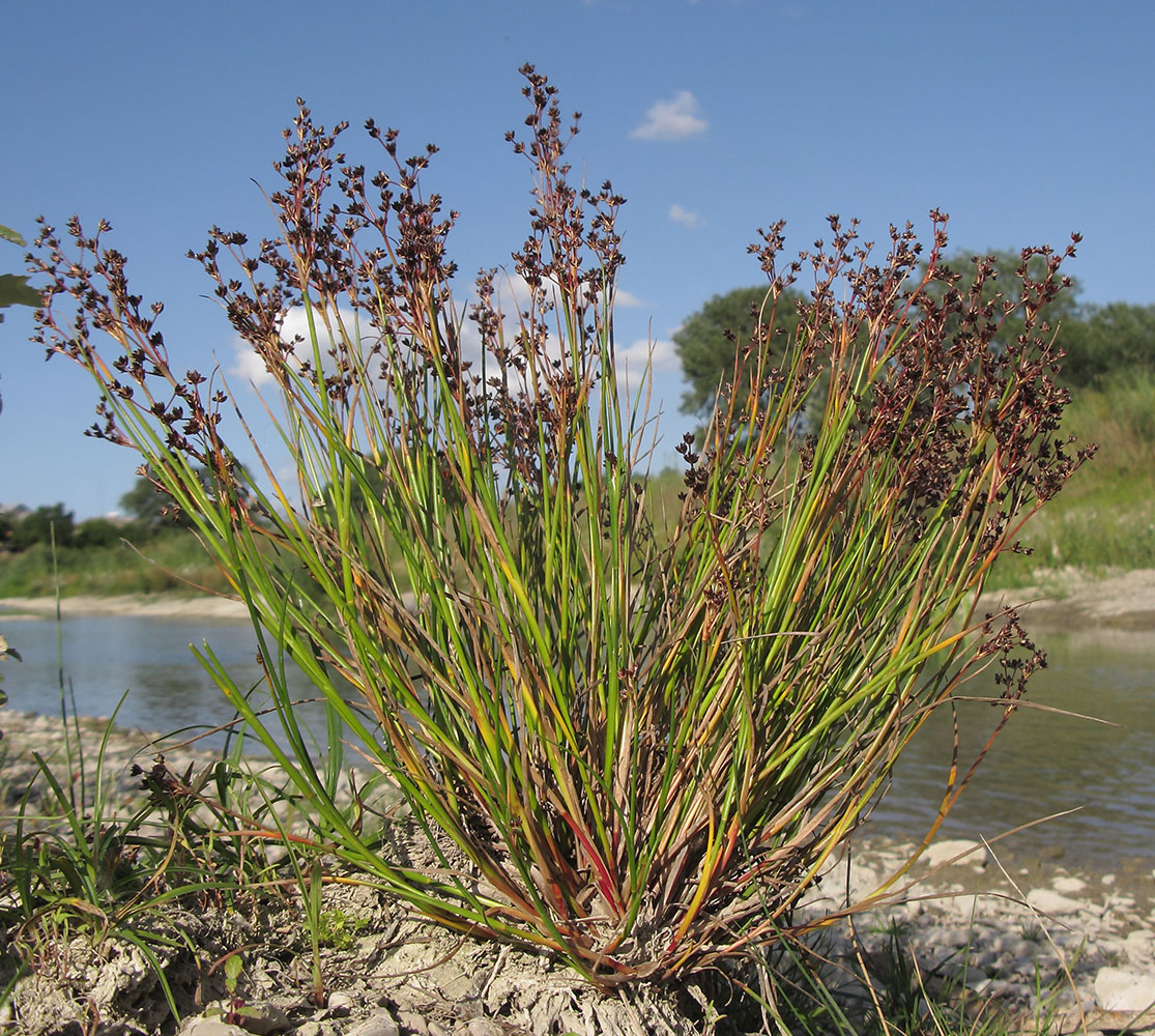 Изображение особи Juncus articulatus.