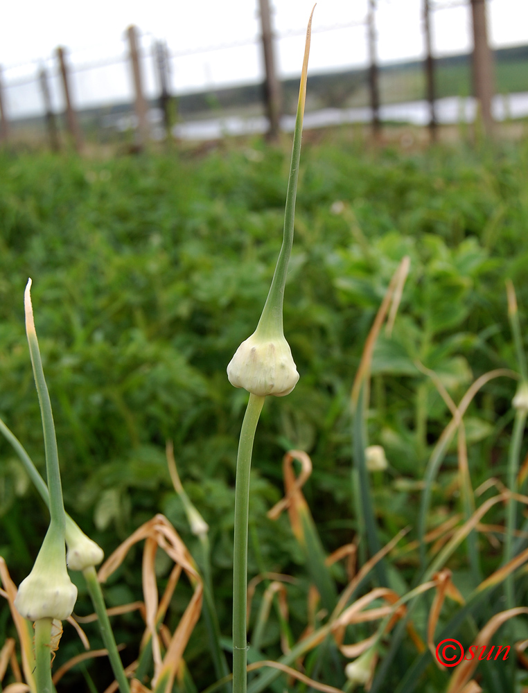 Изображение особи Allium sativum.