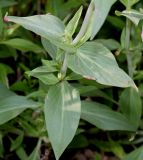 Centranthus ruber