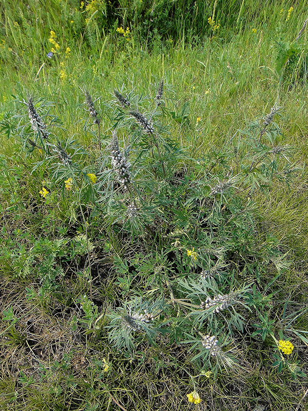 Изображение особи Leonurus deminutus.