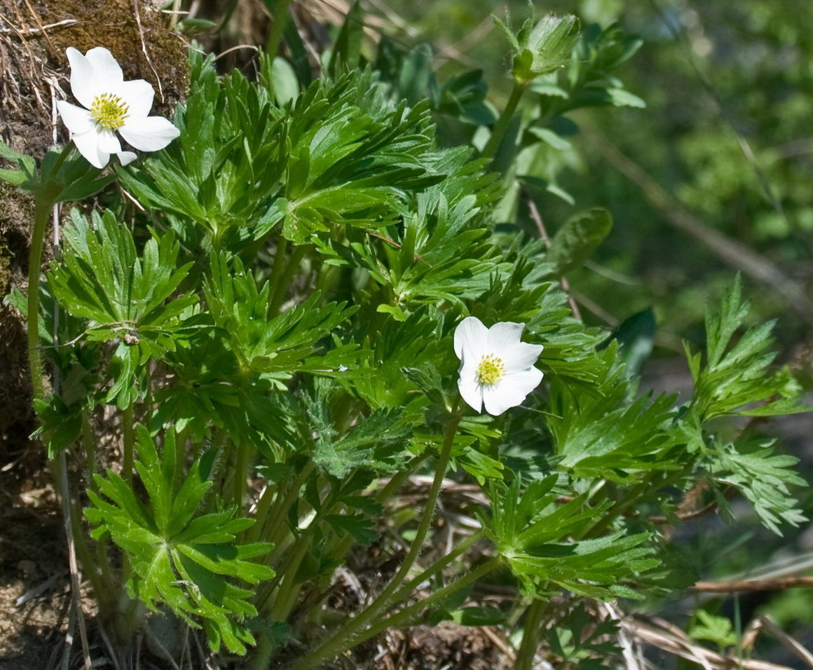 Изображение особи Anemonastrum sibiricum.